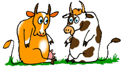 Gif câlin vaches